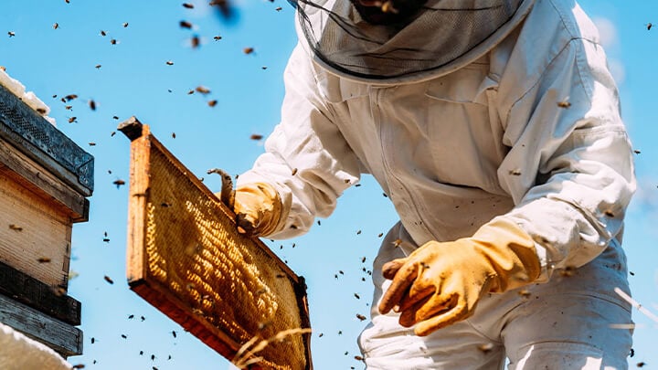 Apiarist tedning to a hive of bees