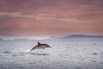 Dolphin jumping out of the water