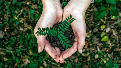 Due mani afferrano una piantina da piantare nel suolo della foresta
